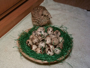 Wachtel mit Eiern. Quelle: http://evg-osthessen.de/wp-content/uploads/2013/06/Wachtel.png